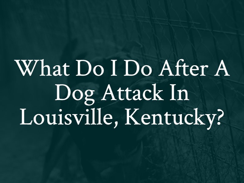 What Do i do after a Dog attack in Louisville, Kentucky?